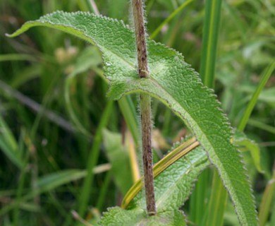 Eupatorium perfoliatum