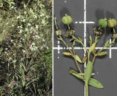 Euphorbia corollata