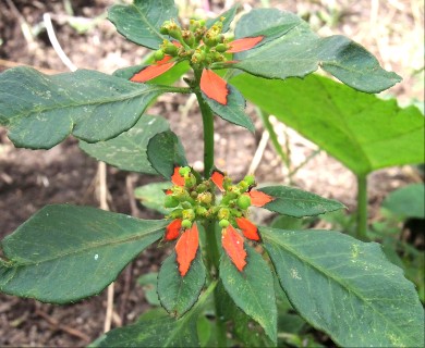 Euphorbia cyathophora