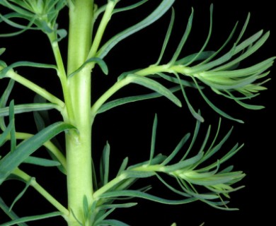 Euphorbia cyparissias