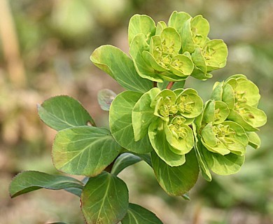 Euphorbia helioscopia