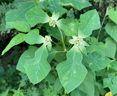 Euphorbia heterophylla