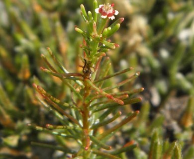 Euphorbia polyphylla