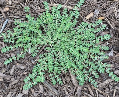 Euphorbia prostrata