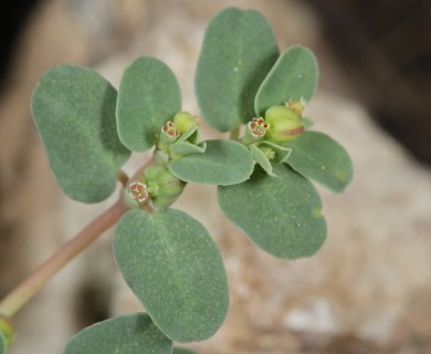 Euphorbia serpens