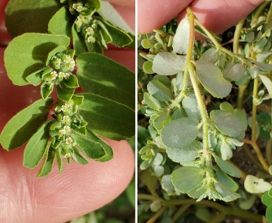 Euphorbia stictospora