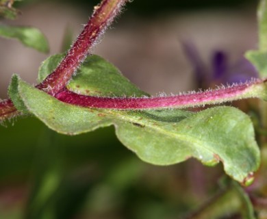 Eurybia integrifolia