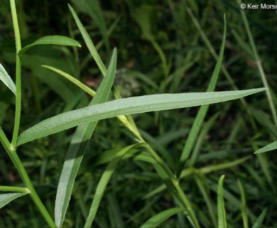 Euthamia graminifolia