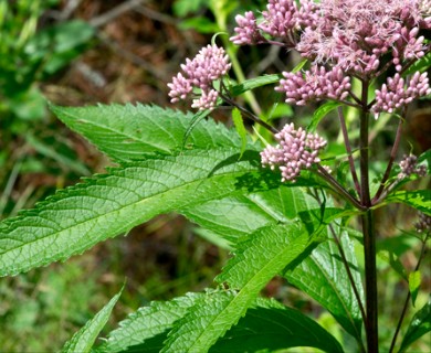 Eutrochium maculatum