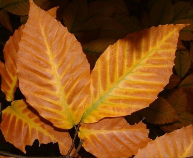 Fagus grandifolia