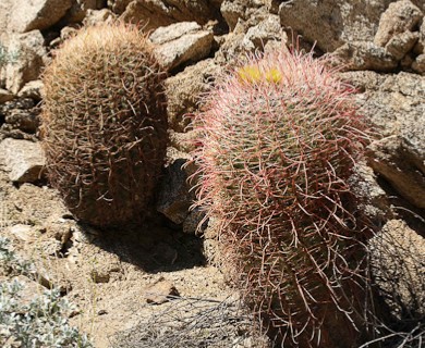 Ferocactus cylindraceus