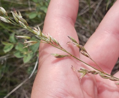 Festuca hallii