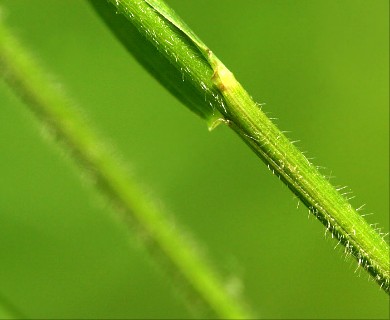 Festuca subverticillata