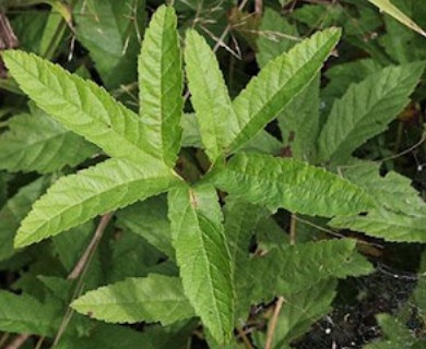 Filipendula rubra