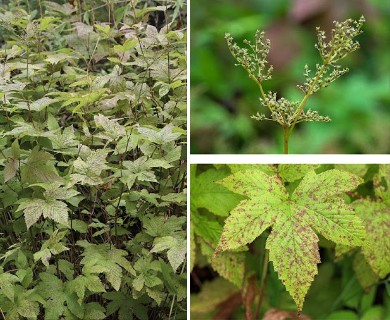 Filipendula ulmaria