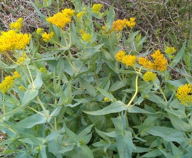 Flaveria chlorifolia