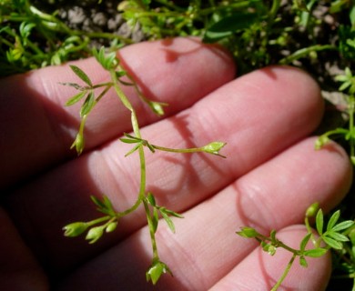 Floerkea proserpinacoides