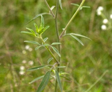 Florestina tripteris