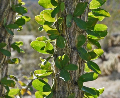 Fouquieria splendens