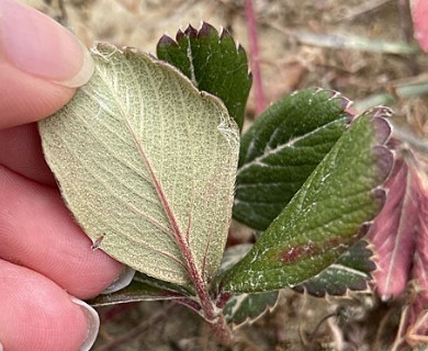 Fragaria chiloensis