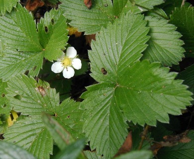 Fragaria vesca