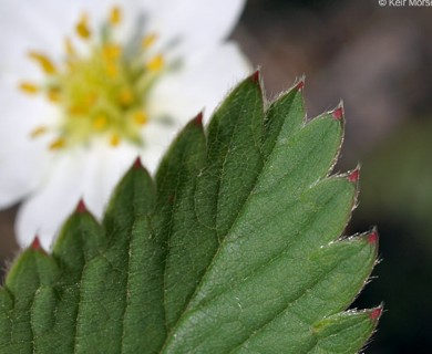 Fragaria virginiana