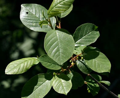 Frangula alnus