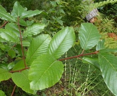 Frangula purshiana