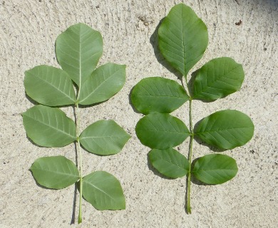 Fraxinus latifolia