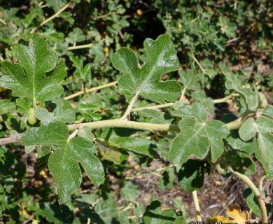 Fremontodendron californicum