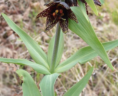 Fritillaria affinis