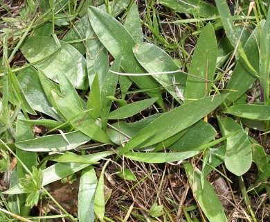 Fritillaria biflora