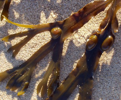 Fucus vesiculosus