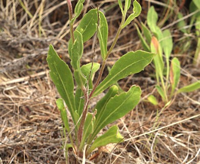 Gaillardia aristata