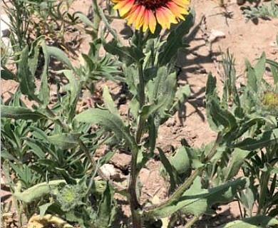 Gaillardia pulchella