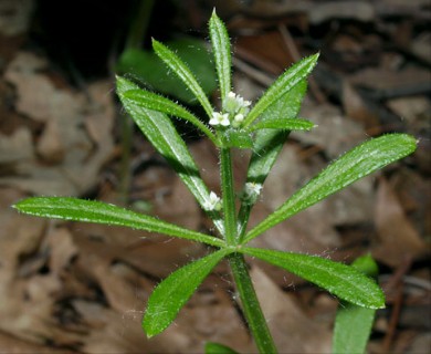 Galium aparine