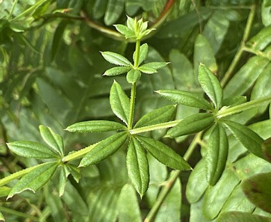 Galium asprellum