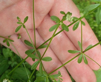 Galium palustre