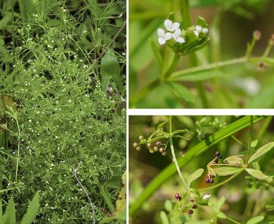 Galium tinctorium