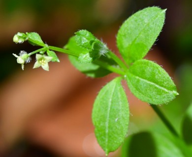 Galium uncinulatum