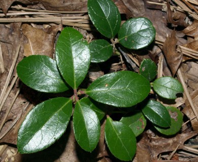 Gaultheria procumbens