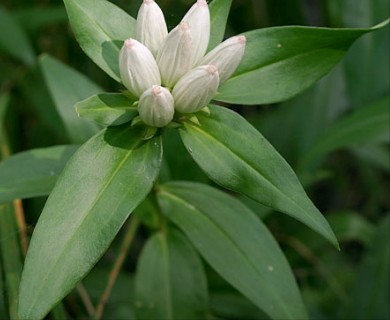 Gentiana andrewsii