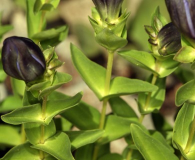 Gentiana calycosa