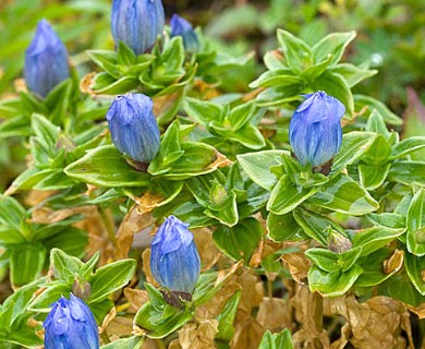 Gentiana platypetala