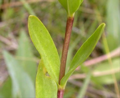 Gentiana setigera