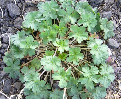 Geranium carolinianum