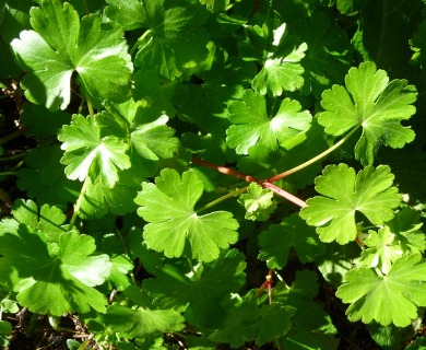 Geranium lucidum