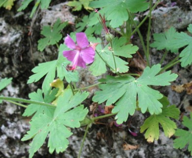 Geranium macrorrhizum