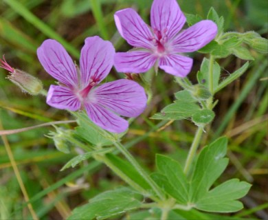 Geranium oreganum