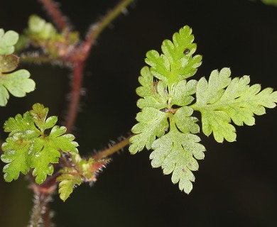 Geranium robertianum